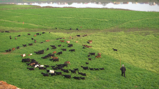 草原湿地上吃草的羊群视频