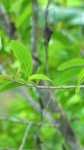 番荔枝水果合集释迦果视频