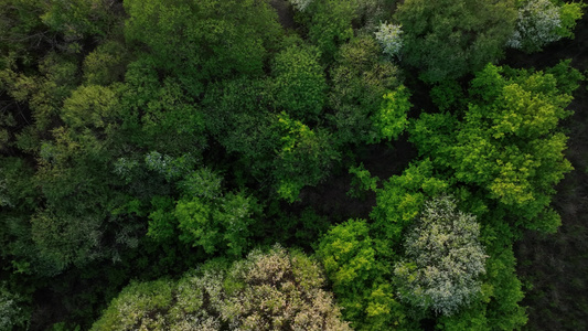 湿地黄昏山丁子树河湾视频