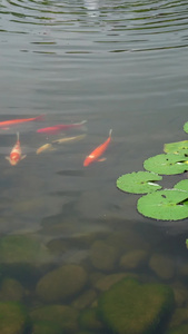 夏天池塘里的鲤鱼和睡莲视频