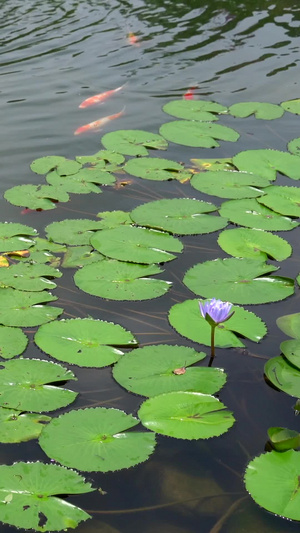 夏天池塘里的鲤鱼和睡莲51秒视频