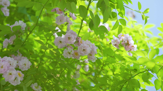 高清微美春日初夏阳光绿植空镜视频