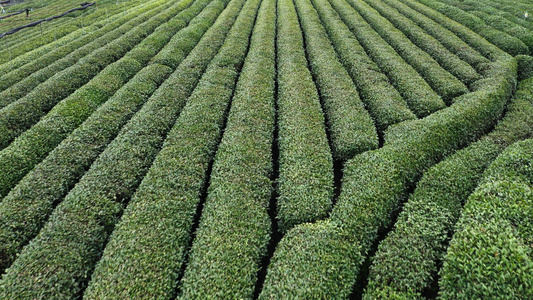 航拍浙江龙坞镇龙坞茶园的茶树视频