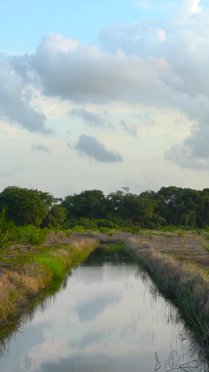 棕榈油种植基地及灌溉合集食用油31秒视频