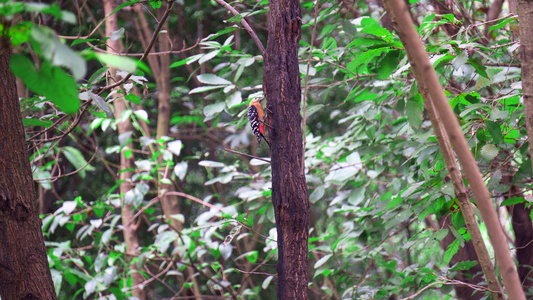 4K实拍自然森林中的啄木鸟视频素材[自然而然]视频