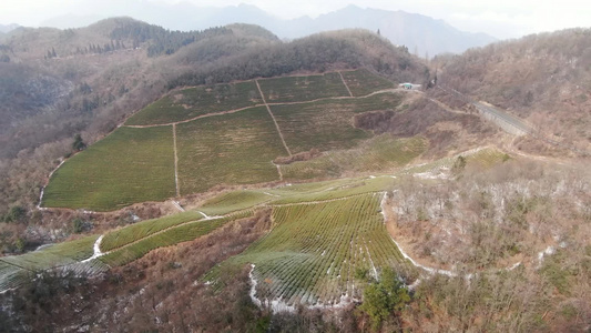 高山茶园冬天雪景自然风光航拍视频