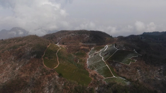 高山茶园冬天雪景自然风光航拍视频