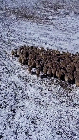 内蒙放羊羊群航拍石林旅游区8秒视频