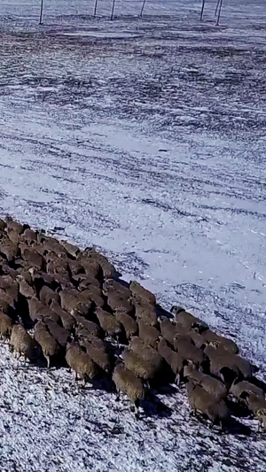 内蒙放羊羊群航拍克什克腾草原8秒视频