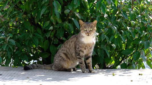 4K实拍可爱的猫咪空镜视频