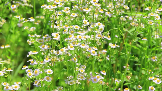 户外的小雏菊野花白色小花视频