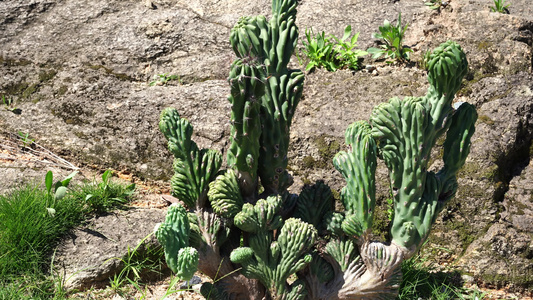 仙人掌植物视频