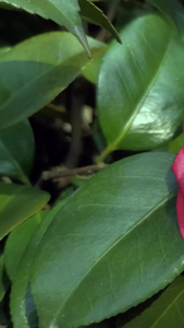 实拍山茶花春天风景视频