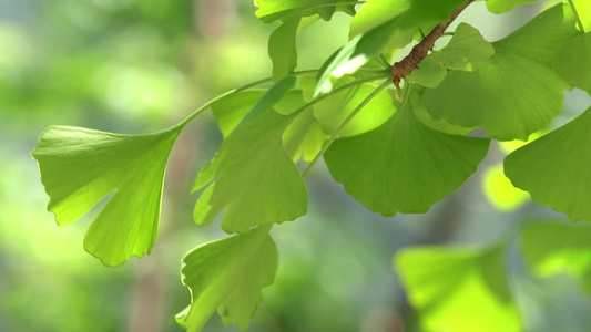 4K唯美夏天空镜植物意境实拍视频视频