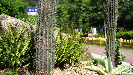 仙人掌植物视频