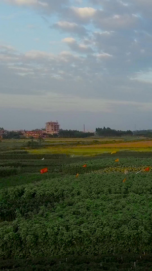 农村种植农产品航拍公园美景43秒视频