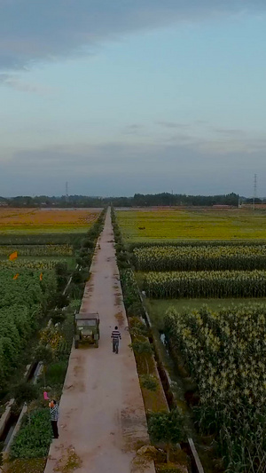农村种植农产品航拍城市新形象43秒视频