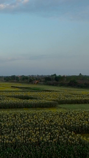 农村种植农产品航拍科学种植43秒视频