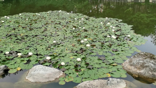 夏日池塘盛开的睡莲视频