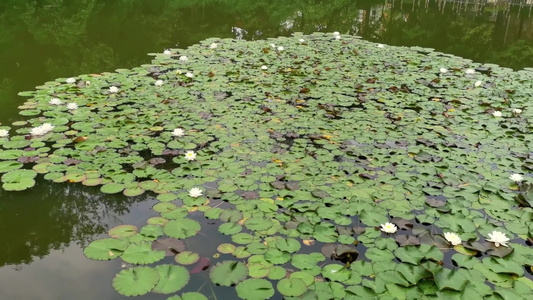夏日池塘盛开的睡莲视频