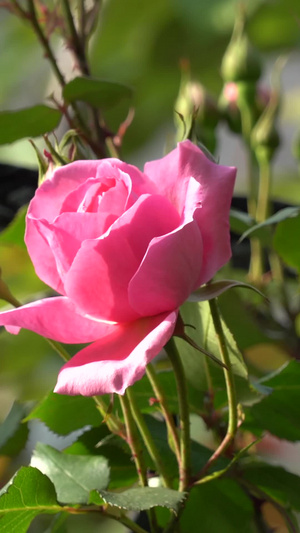 公园里的粉色玫瑰花阳光下的玫瑰花7秒视频