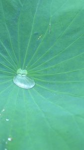 荷叶实拍荷叶水视频