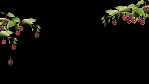 樱桃树边框素材20秒视频