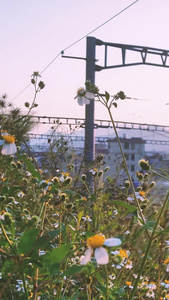 夕阳黄昏下老旧绿皮客运火车交通发展视频