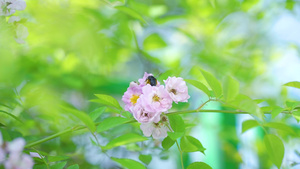 高清春日唯美阳光植物意境空镜21秒视频