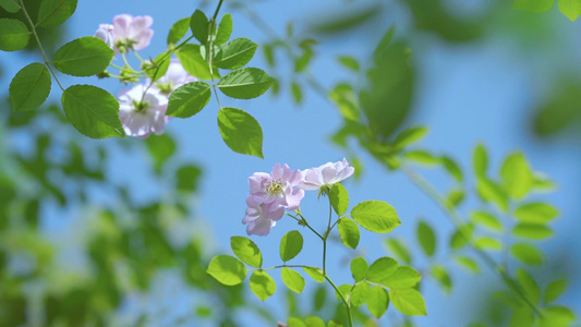 高清春日唯美阳光植物意境空镜视频