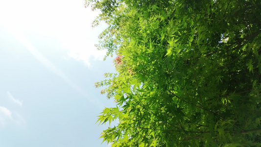 阳光下的唯美阳光树叶视频