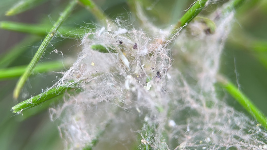 4k实拍叶子上的蜘蛛网和蜘蛛 视频