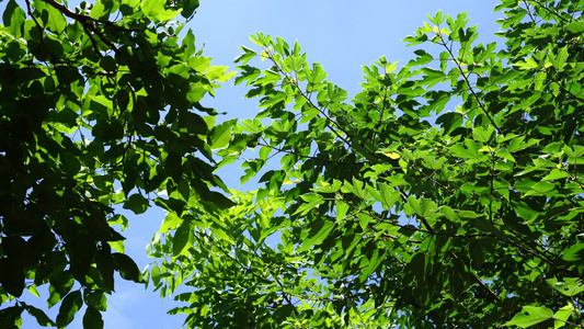 榕树阳光花朵视频