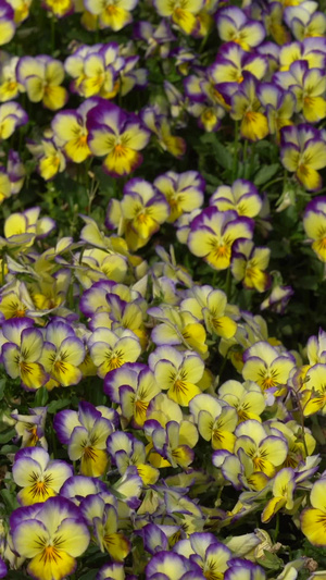 三色堇花朵实拍猫脸花17秒视频