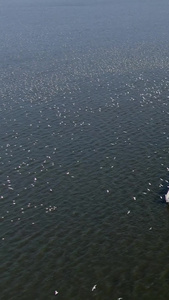 航拍昆明著名的海鸥观赏点海埂大坝视频旅游观光视频