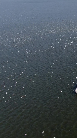 航拍昆明著名的海鸥观赏点海埂大坝视频旅游观光62秒视频