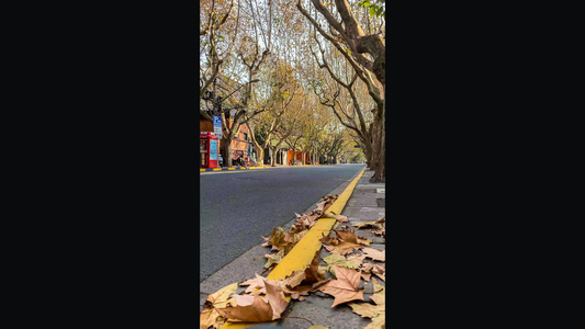 上海武康路秋季街景抖音竖版延时视频视频