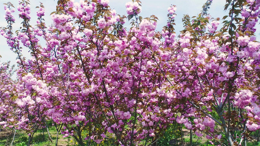 樱花视频