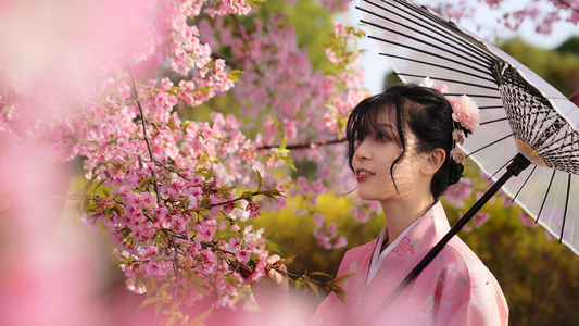 和服美少女在樱花树下赏花视频