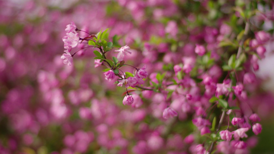 樱花视频