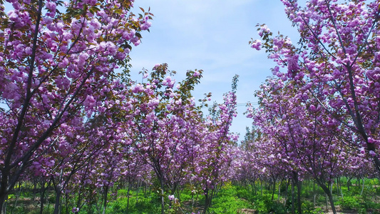 樱花视频