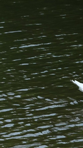 池塘里的天鹅白天鹅视频