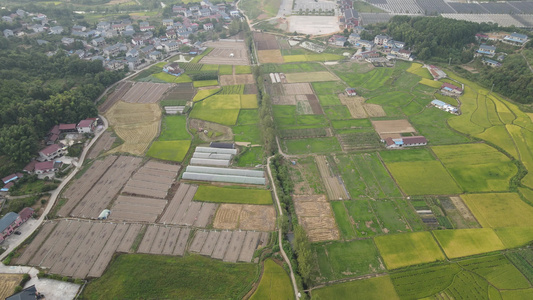航拍农业种植稻田水稻[稻茬]视频