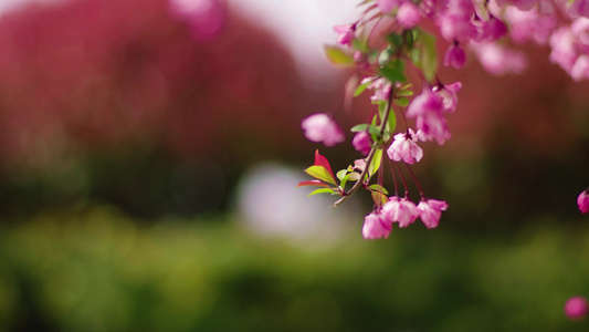 樱花视频