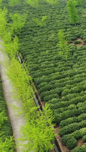 航拍碧螺春茶园春茶节视频