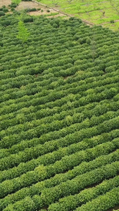 航拍碧螺春茶园春茶节视频