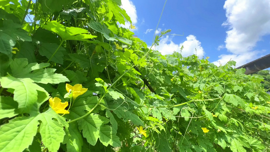 夏日田园的风光视频