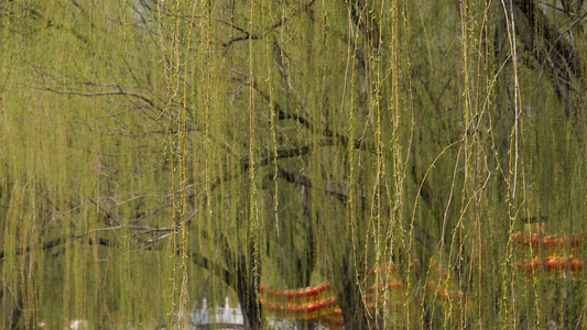 春天湖边杨柳依依都风景视频