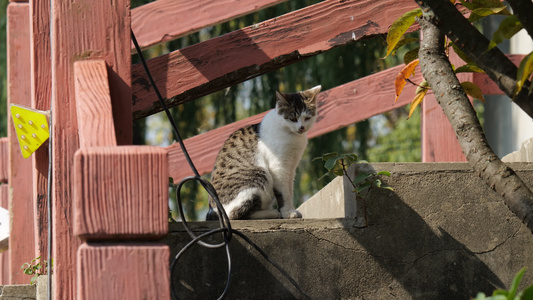 4K实拍可爱的猫咪空镜视频