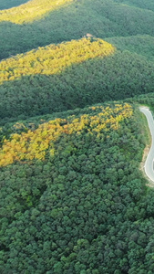 航拍森林日落道路视频